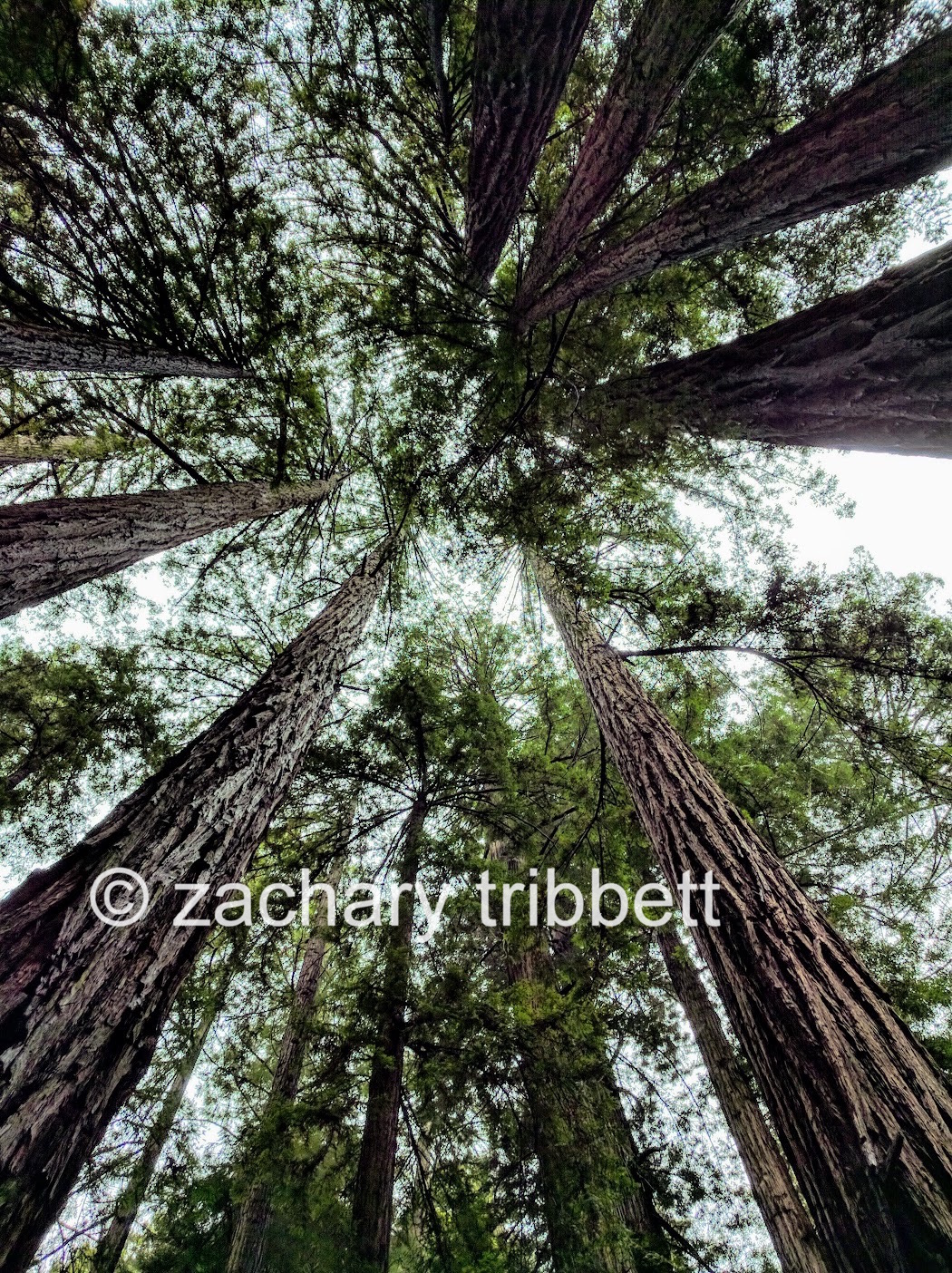 Looking up through redwoods in Muir Woods