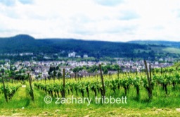The Vineyards of Western Germany