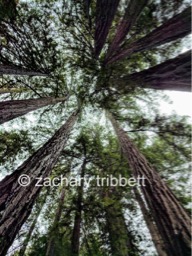 A Look Up at Redwoods in Muir Woods