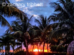 A Colorful Sunset Behind Floridian Palms